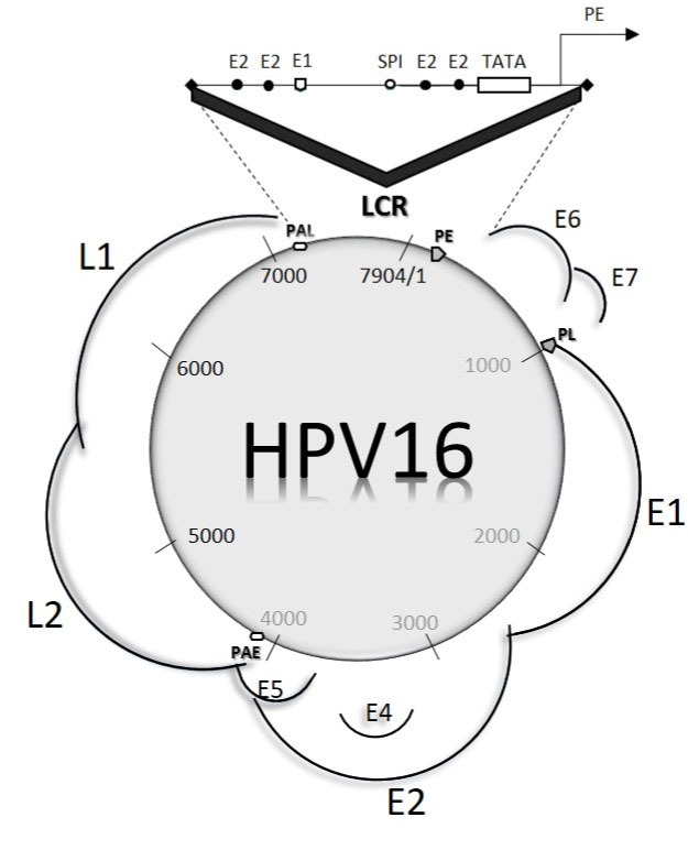 hpv vírus pap 1