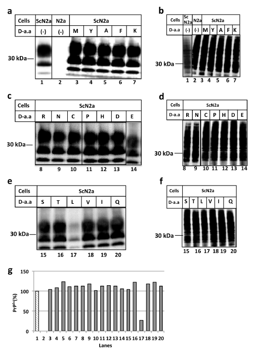 Figure 1: (A) D-leucine has prion amyloid breaking activity