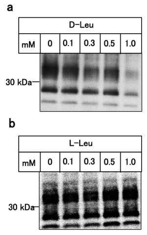 Dose-dependency of the anti-prion activity of D-leucine