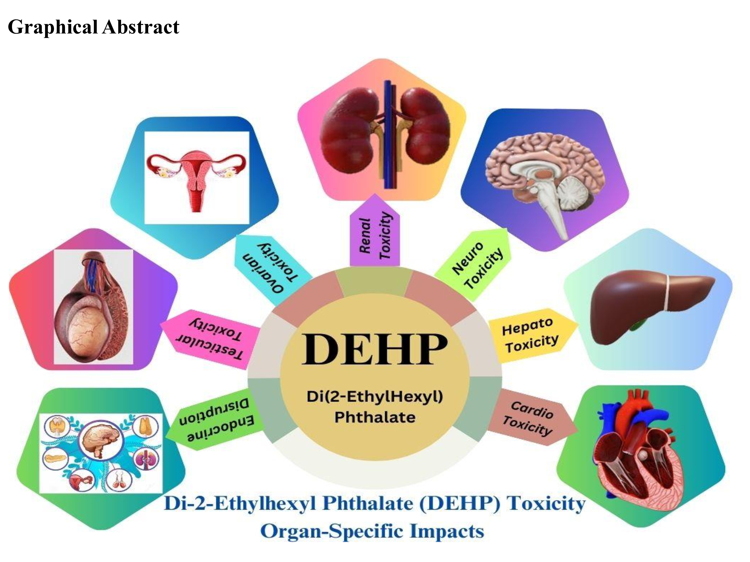 Di-2-Ethylhexyl Phthalate (DEHP) Toxicity: Organ-Specific Impacts and  Human-Relevant Findings in Animal Models & Humans