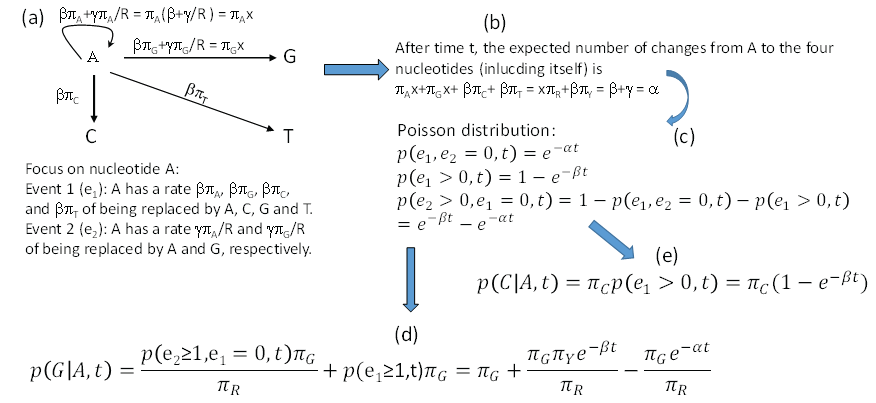 Deriving Transition Probabilities And Evolutionary Distances From Substitution Rate Matrix By Probability Reasoning